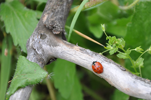 Frutteto biologico Agriturismo Ca'Matra