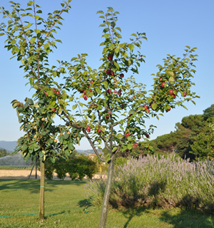 Albero da frutto Agriturismo