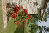 Rose rosse