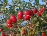 Rosa Canina