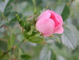 Rosa Canina